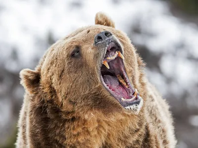 Как живется белым медведям на Чукотке: удивительные снимки исчезающей  Арктики - 05.12.2020, Sputnik Беларусь