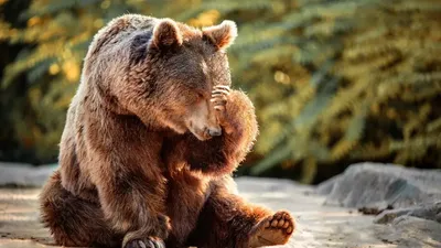 На Сахалине проснулись медведи: в каких районах можно встретить косолапого  и как себя вести - Новости Сахалинской области - astv.ru