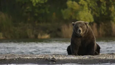 Крупным Планом Евразийского Бурого Медведя Стоящего На Задних Лапах —  стоковые фотографии и другие картинки Бурый медведь - iStock