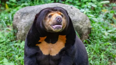 День медведя - Департамент по охране объектов животного мира Кузбасса