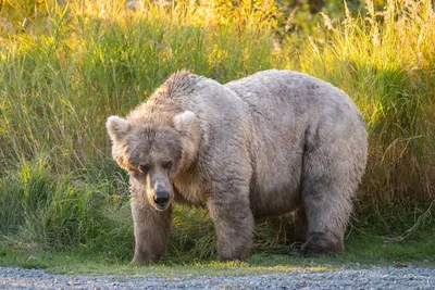 Опасный сосед медведя — человек. Эксперты рассказали о сокращении популяции  животного в Кавказском заповеднике - СА онлайн - Советская Адыгея