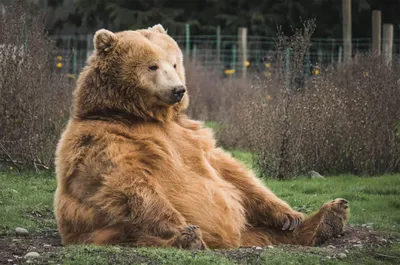 Медведь-шатун загнал на дерево двух жительниц Петропавловска-Камчатского -  Дальний Восток || Интерфакс Россия