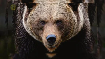 Про медведя - Дом Сказки