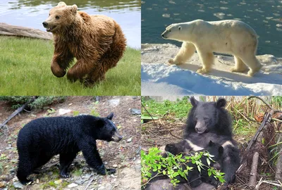 Рву малину и вижу, как из кустов морда медведя выглядывает». Где в 2023  году в Беларуси медведи выходят к людям - KP.RU