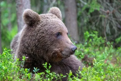 Два медведя гризли сошлись в завораживающем бою: видео