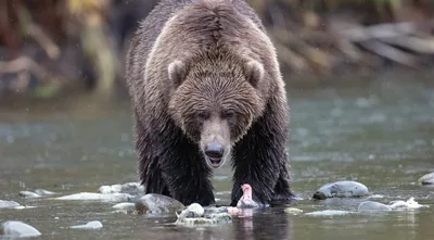Второй сезон охоты на медведя открывается в Мурманской области |  Информационное агентство «Би-порт»