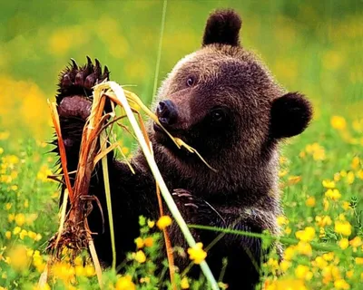 Бурый медведь: где обитает, чем питается и другие интересные факты о  животном
