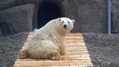 Надувной медведь в виде коричневого медведя | AliExpress