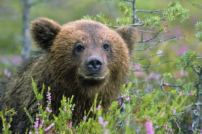 После появления самца медведя парк животных в Вырумаа лишился медведицы и  медвежат - Delfi RUS
