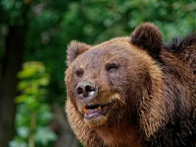 Что делать, если встретил медведя, и как от него спастись: инструкция от  охотника | Ямал-Медиа