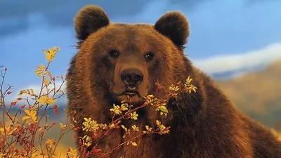 Раненого белого медведя обследовали в Московском зоопарке | Ветеринария и  жизнь