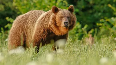 Жительница деревни Докудово обнаружила следы медведя: опасность для лидчан?