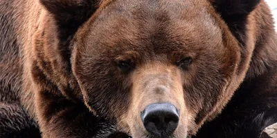 Самка бурого медведя Грейзер победила в голосовании на звание \"Толстый  медведь\"