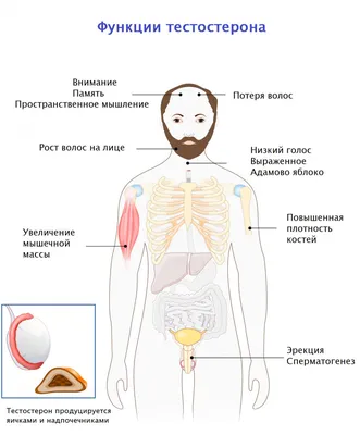 От чего появляются гормональные прыщи: основные причины | ЛЕМАРК