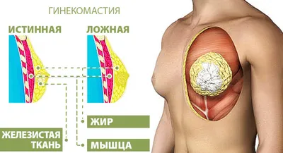 Гормон эстроген: за что отвечает, функции и роль, как и где вырабатывается