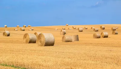 Фотосессия на поле с рулонами сена | Пикабу