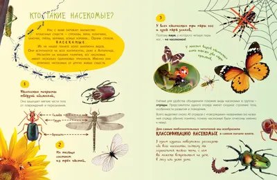 Класс насекомые, подготовка к ЕГЭ по биологии