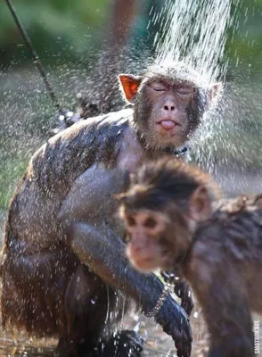 Обезьяна в душе (27 фото) | Забавные фотографии обезьян, Веселые обезьяны,  Смешные животные