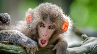 В Китае создали обезьяну-химеру из двух наборов ДНК. Как это возможно | РБК  Life