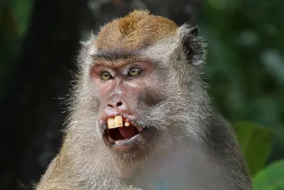 10 редких фото обезьян, которые поднимут вам настроение за 1 минуту |  Российское фото | Дзен