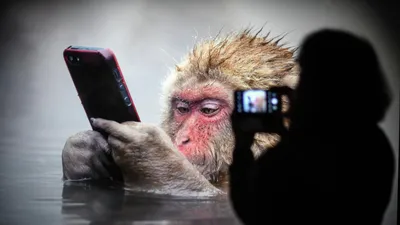 Фото обезьяны - Животные - Картинки для рабочего стола - Мои картинки