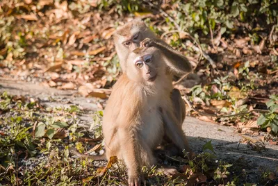 Фото обезьяны с длиннохвостым макаком в тайном лесу обезьян Стоковое  Изображение - изображение насчитывающей млекопитающее, свободно: 157137145