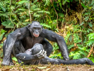 Ижевский зоопарк - фото обитателей страны обезьян