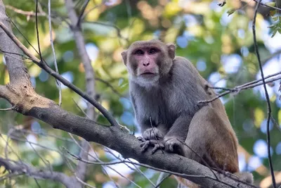Самый редкий вид обезьян находится на грани исчезновения