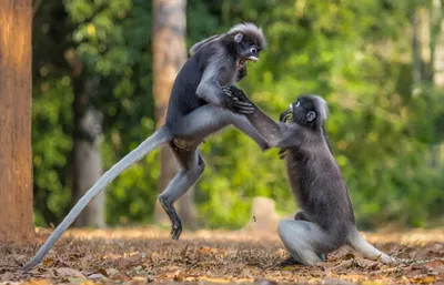 10 редких фото обезьян, которые поднимут вам настроение за 1 минуту |  Российское фото | Дзен