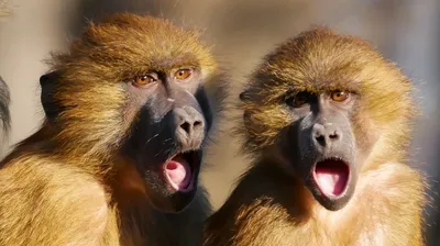 Мутация в «гене шизофрении» превратила обезьяну в человека