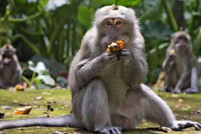 Фото обезьяны с длиннохвостым макаком в тайном лесу обезьян Стоковое  Изображение - изображение насчитывающей взорвать, выражение: 157137087