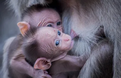 Особенности посещения Леса обезьян в Убуде на Бали | Аюрведа-Тур