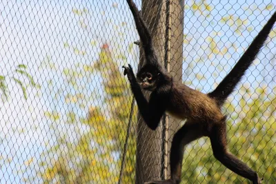 Парк обезьян и полеты Зиплайн (Пунта Кана) - Описание - Фото - Цена