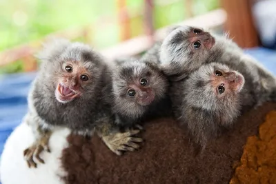 Домашние обезьянки - красивые фото