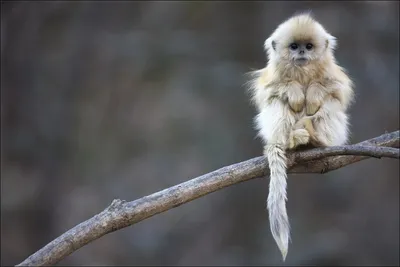Новые экзотические обезьянки поселились в зоопарке Бургаса - Новости