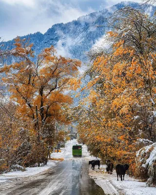 рисунок новой осени на фоне тыквы, падение, осень, Листья фон картинки и  Фото для бесплатной загрузки