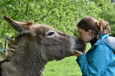 Дикий осёл (Equus asinus): фото, история, описание вида. » Сайт о лошадях  KoHuKu.ru