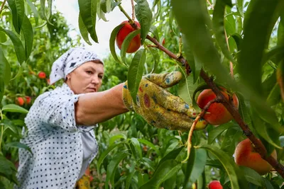 Пюре замороженное Персик Жёлтый, Ravifruit, Франция, 1 кг - Цена в Москве