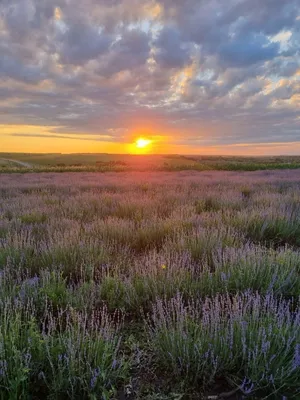 засеянное поле стоковое фото. изображение насчитывающей небо - 19387710