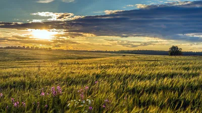 Красивое поле - красивые фото