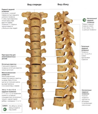 Позвоночный столб: анатомия простым языком.Анатомия позвонка человека