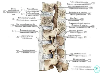 Поясничный отдел позвоночника