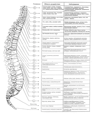 Диаграмма Позвоночника Точным Описанием Соответствующих Внутренних Органов  Частей Тела Именами Векторное изображение ©Furian 197606156