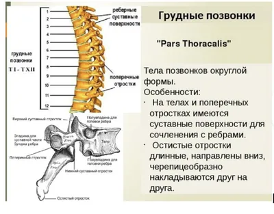 Позвоночник человека - анатомия, позвонки, изгибы и отделы