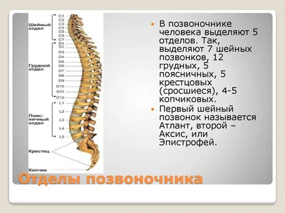 Анатомия Позвоночника