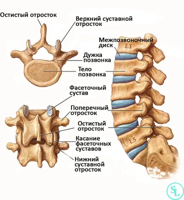 Позвоночник рентгенограммы : нормальная анатомия | e-Anatomy