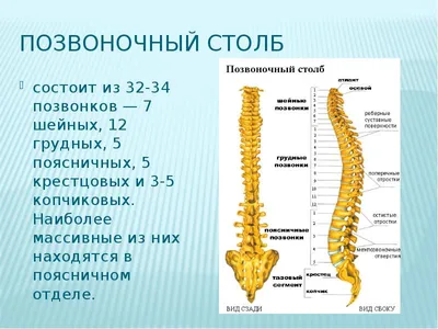 Позвоночник человека - анатомия, позвонки, изгибы и отделы