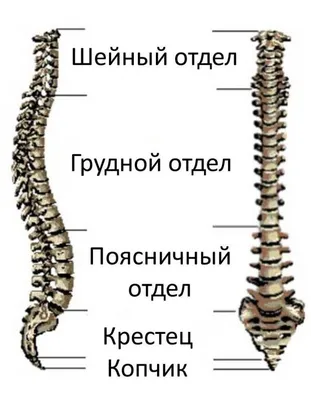 Номера позвонков в позвоночнике человека рисунок с подписями