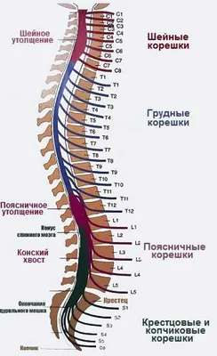 Позвоночный столб: анатомия простым языком.Анатомия позвонка человека