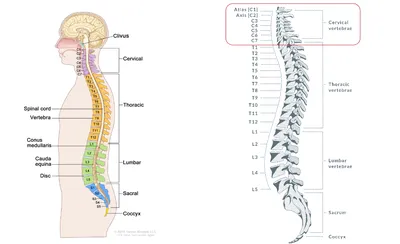 Номера позвонков в позвоночнике человека рисунок с подписями